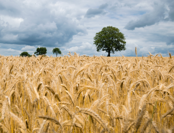 Maksymalne sumy ubezpieczeń upraw rolnych w 2022 roku
