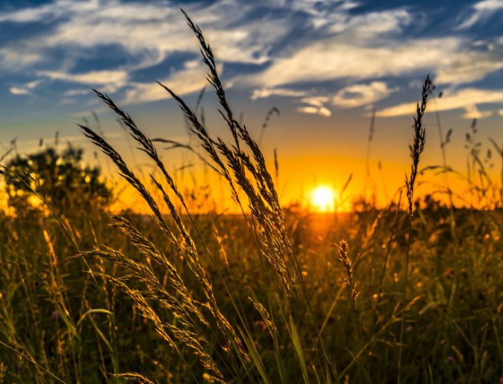 Które ubezpieczenia rolnicze są obowiązkowe?