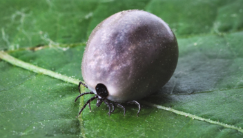 Borelioza — objawy infekcji i choroba po ugryzieniu kleszcza