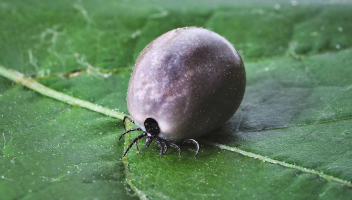 Borelioza — objawy infekcji i choroba po ugryzieniu kleszcza