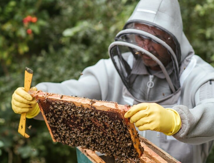 Ubezpieczenie pasieki – jak skutecznie chronić ul?