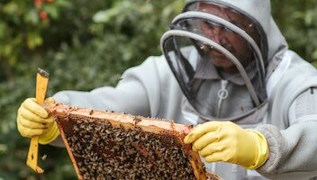 Ubezpieczenie pasieki – jak skutecznie chronić ul?