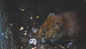 Szkody wyrządzone przez gryzonie – jak się ubezpieczyć?