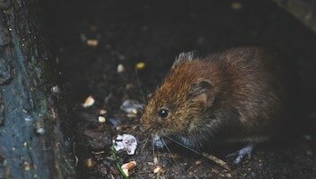 Szkody wyrządzone przez gryzonie – jak się ubezpieczyć?