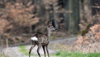 Zderzenie z dzikim zwierzęciem – czy dostanę odszkodowanie?