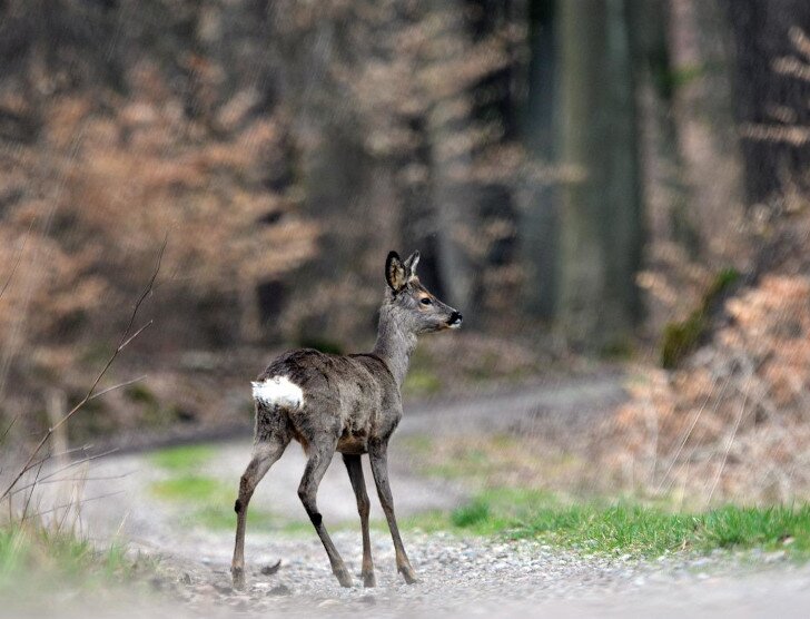Zderzenie z dzikim zwierzęciem – czy dostanę odszkodowanie?