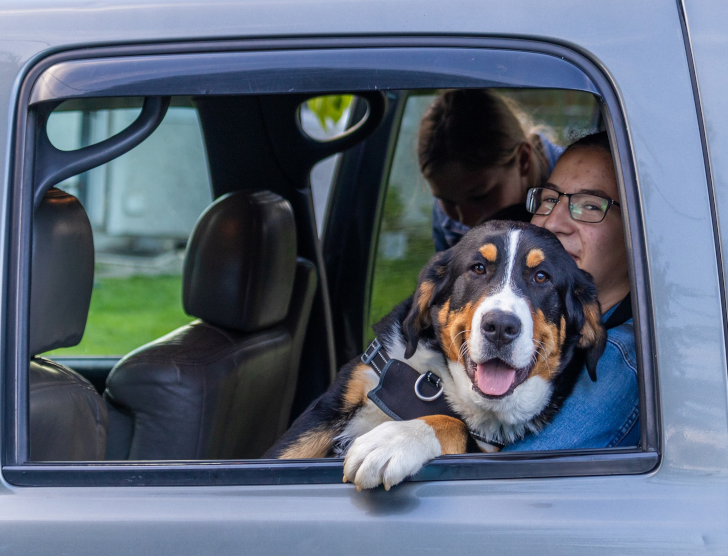Przewożenie zwierząt w samochodzie – wszystko, co warto wiedzieć