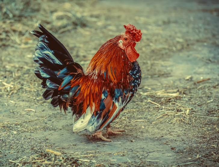 Ubezpieczenie zwierząt gospodarskich – czym jest i co zapewnia?