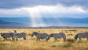 Jakie ubezpieczenie wybrać do Tanzanii i ile ono kosztuje?