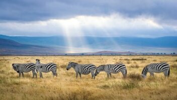 Jakie ubezpieczenie wybrać do Tanzanii i ile ono kosztuje?