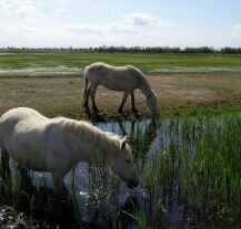 Zdjęcie dzikich koni w Parku Naturalnym Aiguamolls de l’Emporda.