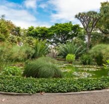 W Ogrodzie Botanicznym Puerto de la Cruz znajduje się aż 500 gatunków roślin.