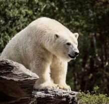 Zdjęcie niedźwiedzia polarnego w berlińskim zoo.