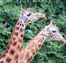 Zdjęcie prezentuje żyrafy w jednym z najstarszych zoo na świecie –  Zoo w Antwerpii