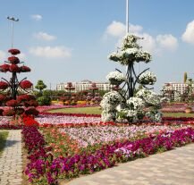 Dubai Miracle Garden – kolorowe ogrody pełne kwiatowych aranżacji