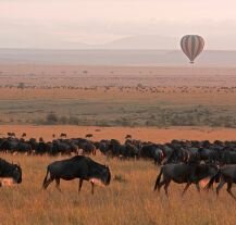 Stado gnu przemierzające sawannę w Masai Mara,