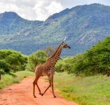 Żyrafa przechodząca przez drogę w Parku Narodowym Tsavo.