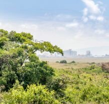 Widok na sawannę z Nairobi w tle, łączący dziką przyrodę z nowoczesnym miastem.