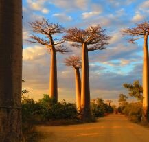 Zachód słońca nad Aleją Baobabów na Madagaskarze.