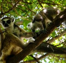 Lemury na drzewie w Parku Narodowym Ranomafana, symbol dzikiej przyrody Madagaskaru.