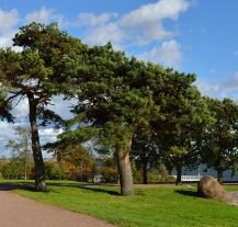 Park Kaivopuisto – popularne miejsce wypoczynku w Helsinkach.
