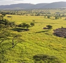 Park Serengeti – rozległe sawanny w Tanzanii, niedaleko Dodomy.