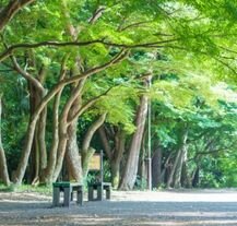 Park Inokashira w Tokio.