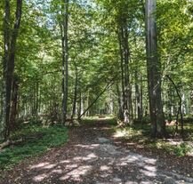 Puszcza Białowieska na Podlasiu.