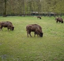 Żubry w Rezerwacie Pokazowym Żubrów w Białowieży.