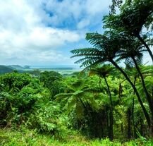 Daintree Rainforest w Australii