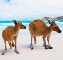 Kangury na plaży w Lucky Bay, Australia