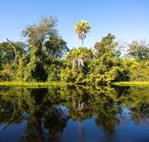 Tereny podmokłe w Pantanal, Brazylia