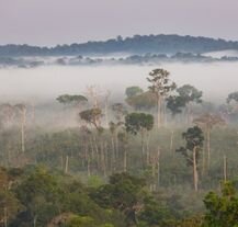 Amazonia w Brazylii, największy las deszczowy świata