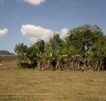 Prowincja Pinar del Río na Kubie