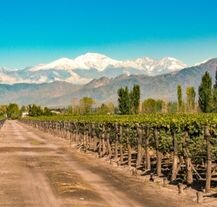 Winnica w regionie Mendoza, Argentyna