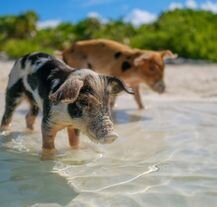Kolonia dzikich świń w Big Mayor Cay, Wielka Exuma, Bahamy