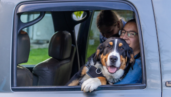 Przewożenie zwierząt w samochodzie – wszystko, co warto wiedzieć