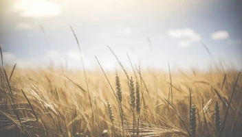 Ubezpieczenia rolne w 2023 roku — co warto wiedzieć?