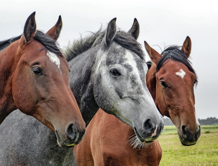Ubezpieczenie koni — zbiór najważniejszych informacji