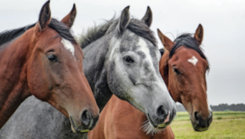 Ubezpieczenie koni — zbiór najważniejszych informacji