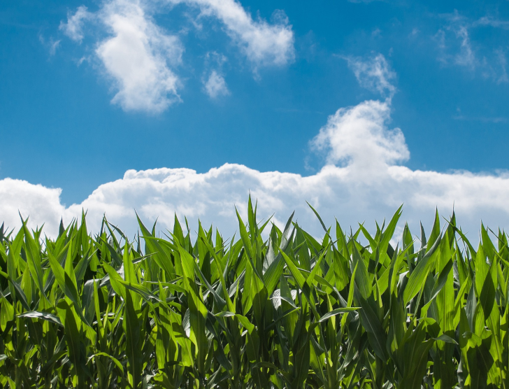 Ubezpieczenie kukurydzy — co warto wiedzieć?