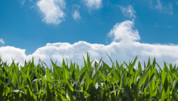 Ubezpieczenie kukurydzy — co warto wiedzieć?