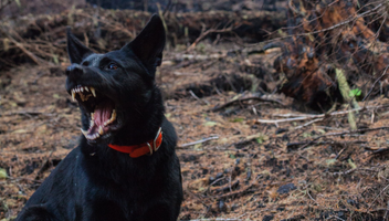 Pogryzienie przez psa – odszkodowanie, konsekwencje i odpowiedzialność właściciela