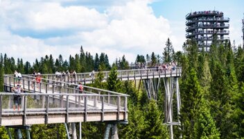 Spacer w koronach drzew – ciekawa atrakcja turystyczna!