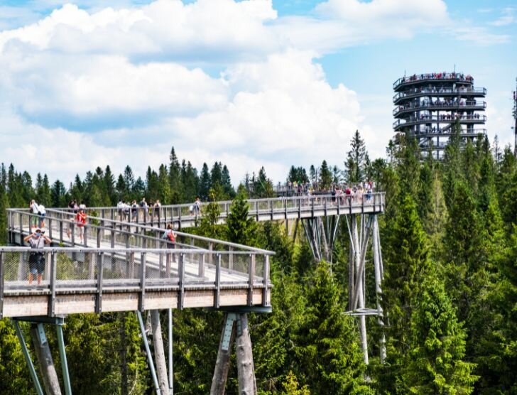 Spacer w koronach drzew – ciekawa atrakcja turystyczna!