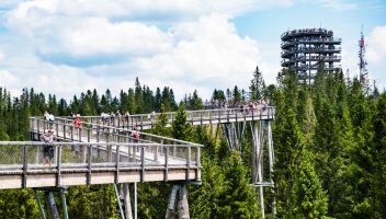 Spacer w koronach drzew – ciekawa atrakcja turystyczna!