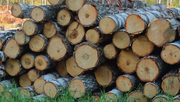 Wycinka drzew na działce rolnej w 2024 roku – zasady