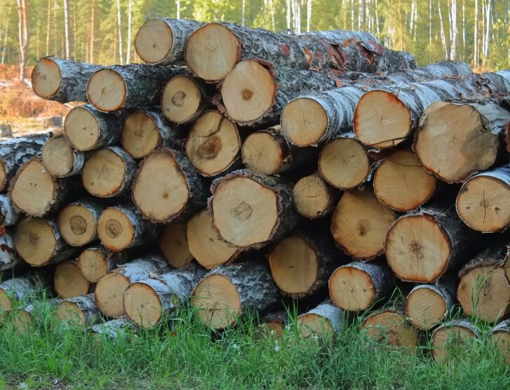 Wycinka drzew na działce rolnej w 2024 roku – zasady