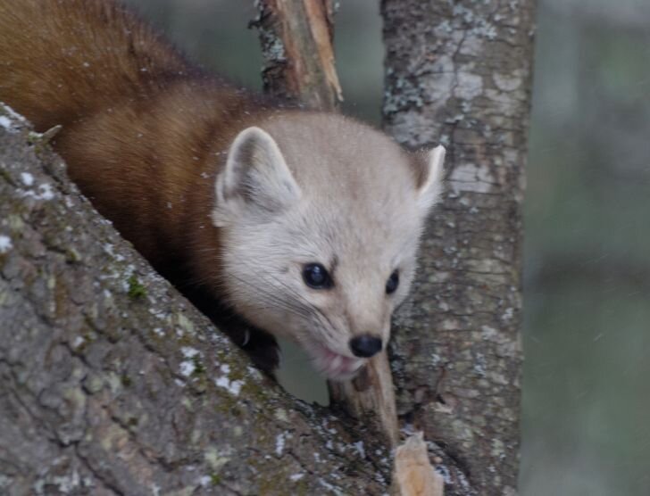 Jak pozbyć się kuny z samochodu? Praktyczny poradnik!