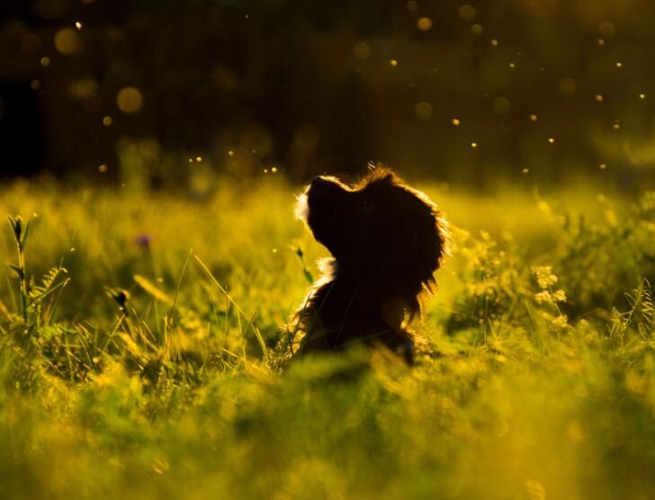 Czy można dostać odszkodowanie za śmierć psa?